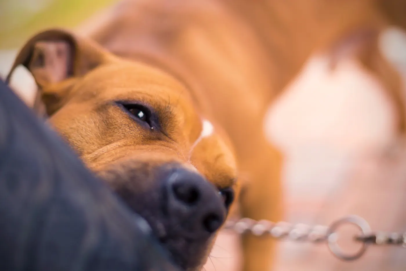When Can a Dog Bite Attorney Hold the Owner Liable for Injuries in Utah?